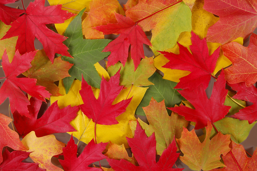 Pile of maple leafs in fall colours