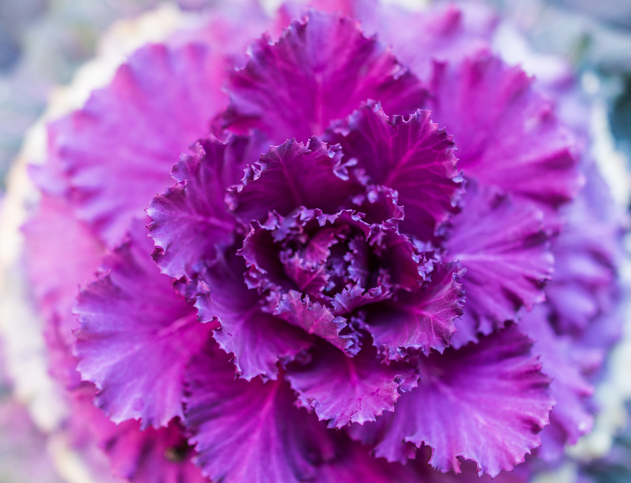 Bright purple flower in full bloom