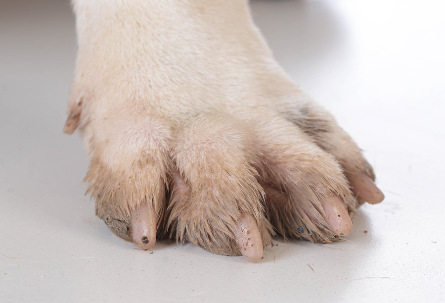 Vinyl Decking for Happy Pets