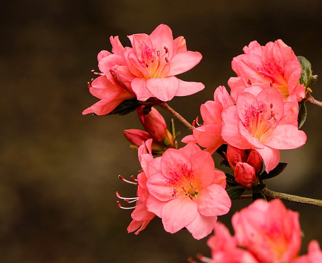 Closeup of Pink Azalea flowers